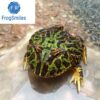 ornate pacman frog for sale