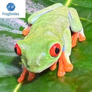 red eyed tree frog for sale